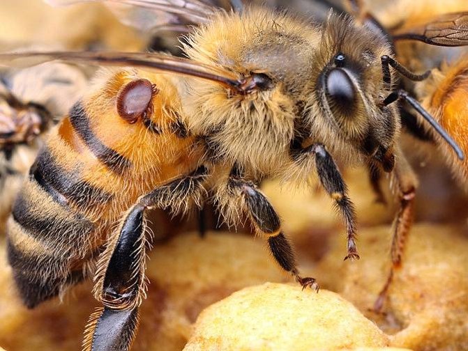 včela obstarává plástev